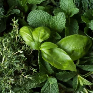 image du produit: Fragrance Oil <span>Basil Sage Mint</span>