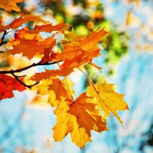image du produit: Fragrance Oil <span>Fallen Leaves</span>
