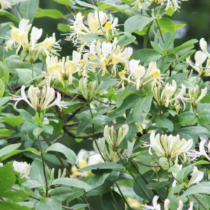 image du produit: Fragrance Oil <span>Honeysuckle</span>