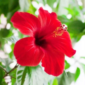 image du produit: Fragrance Oil <span>Island Hibiscus</span>