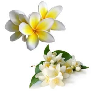 image du produit: Fragrance Oil <span>Jasmine Frangipani</span>