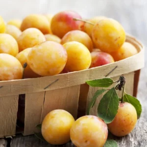 image du produit: Fragrance Oil <span>Mirabelle Plum</span>