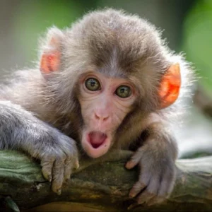 image du produit: Fragrance Oil <span>Monkey Farts</span>