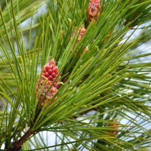image du produit: Fragrance Oil <span>Pine Forest</span>