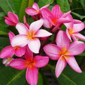 image du produit: Fragrance Oil <span>Polynesian Plumeria</span>