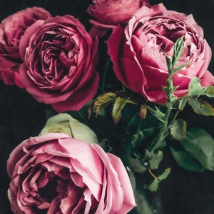 image du produit: Fragrance Oil <span>Rose garden</span>