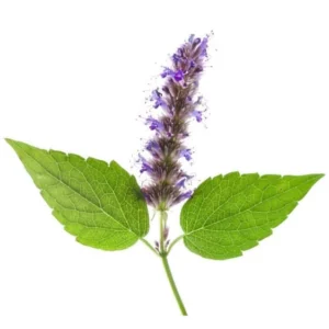 image du produit: Fragrance Oil <span>Spiced Patchouli</span>