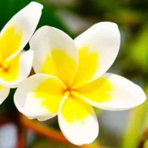 image du produit: Fragrance Oil <span>Tiaré Flowers</span>