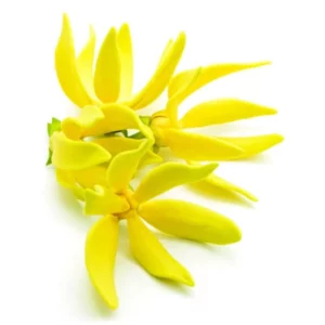 image du produit: Fragrance Oil <span>Tropical Ylang</span>