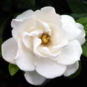 image du produit: Fragrance Oil <span>White Gardenia</span>