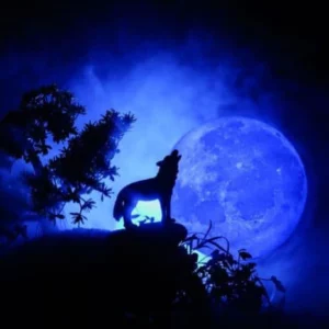 image du produit: Fragrance Oil <span>Wolf's Night</span>